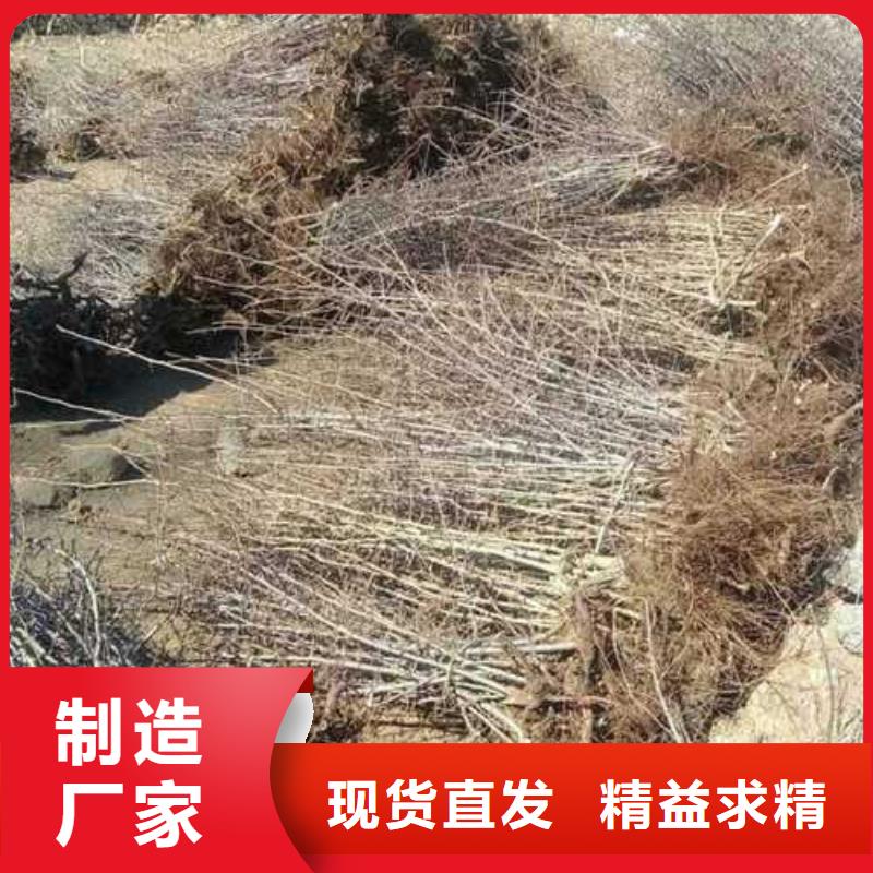 【杜梨】梨树苗基地厂家直销值得选择