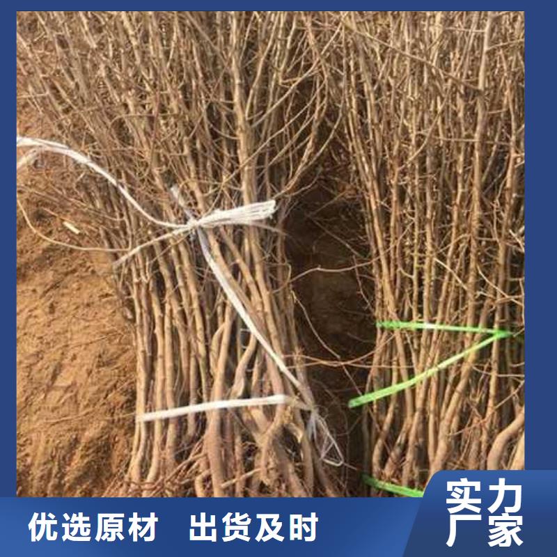 杜梨-【奥红一号梨苗】用心提升细节