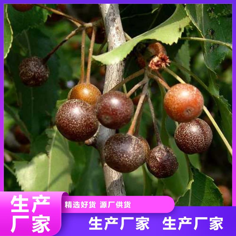 杜梨【杜梨苗】大厂生产品质