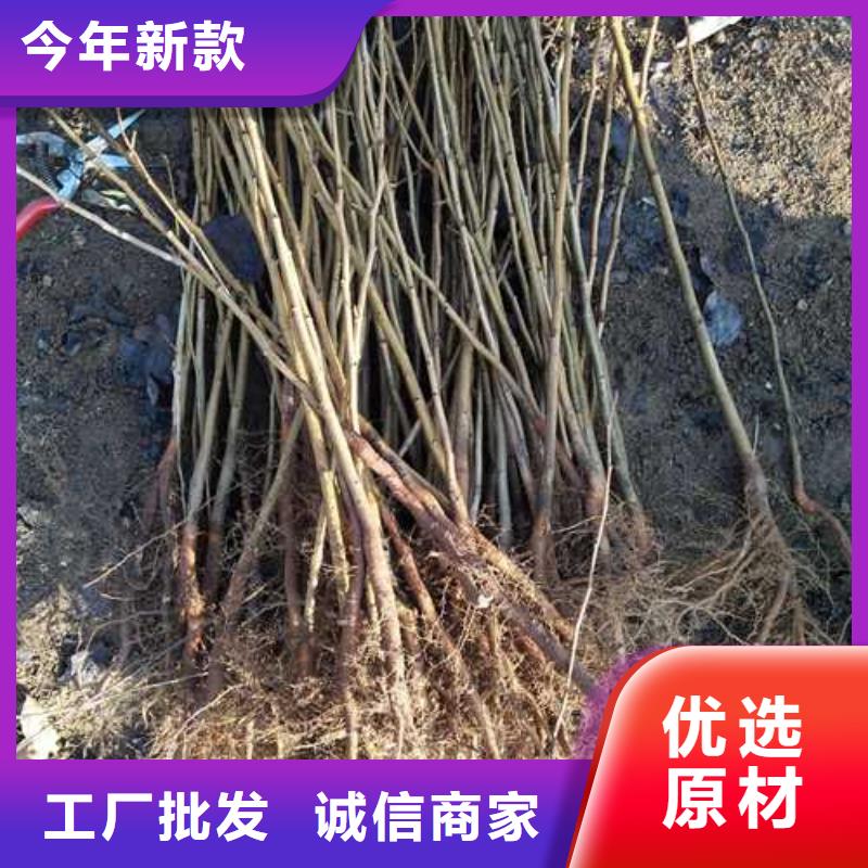 杜梨皇冠梨树苗多种场景适用