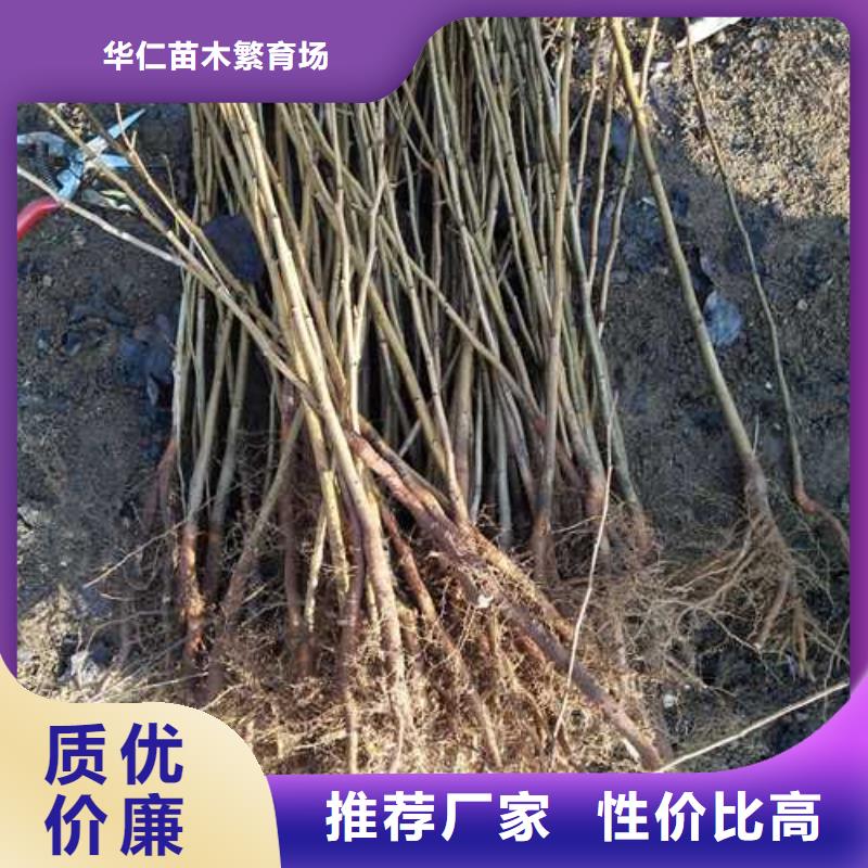 【杜梨】瑞蟠101桃树苗根据要求定制