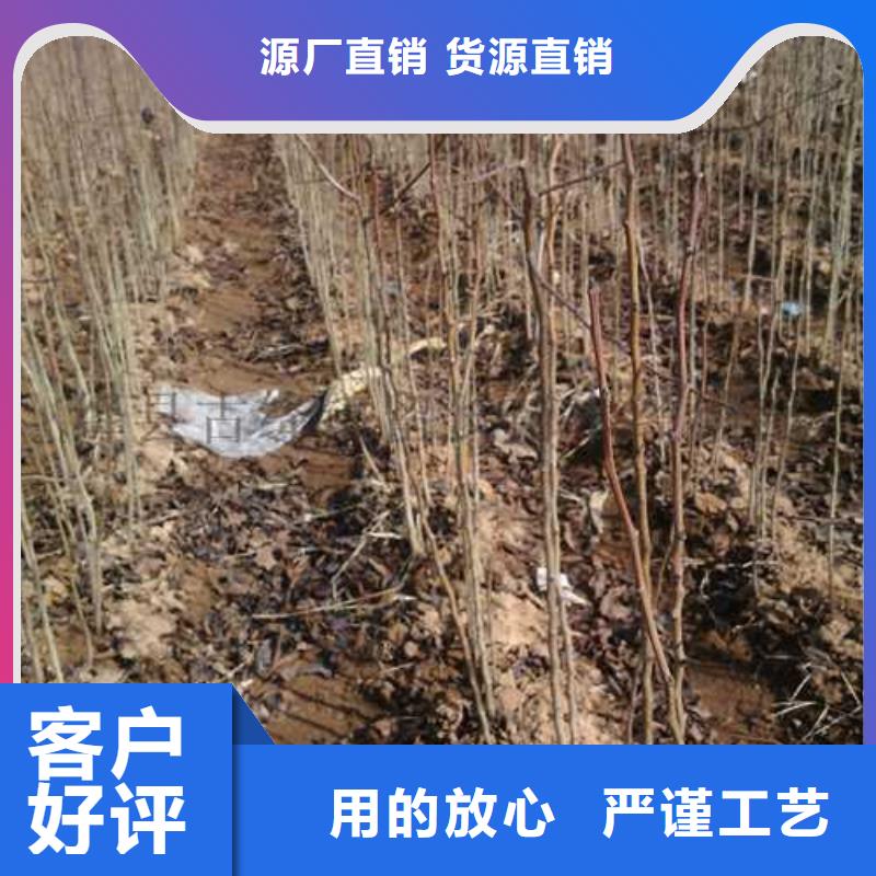 杜梨梨树苗基地实体诚信经营