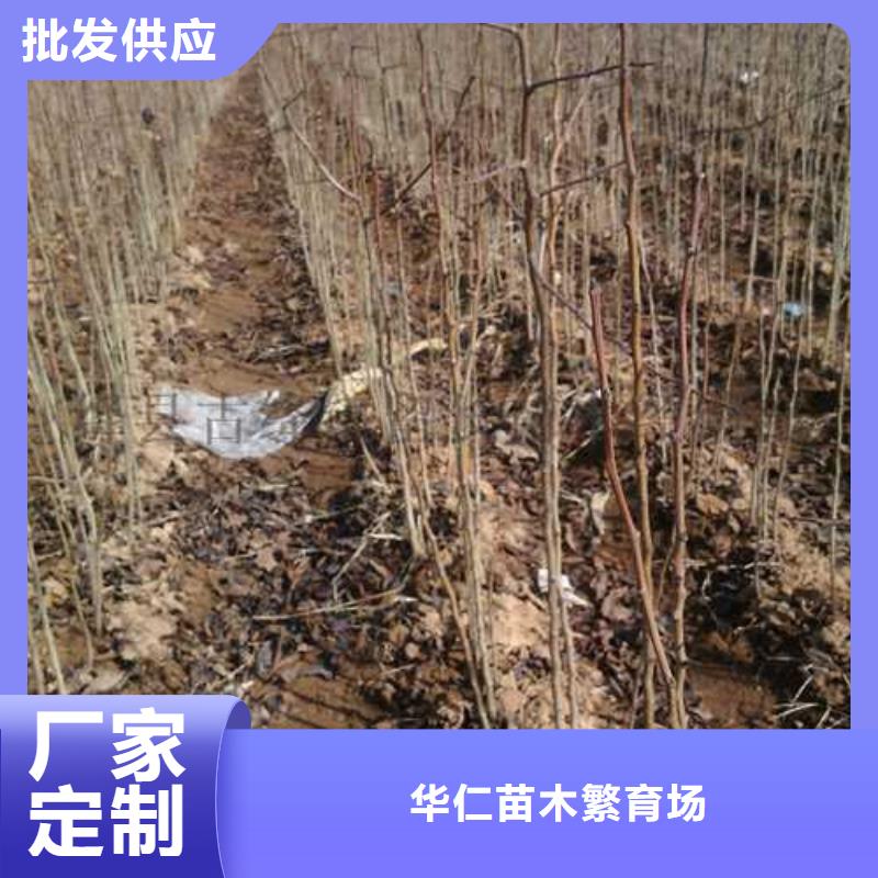 杜梨梨树苗基地真材实料