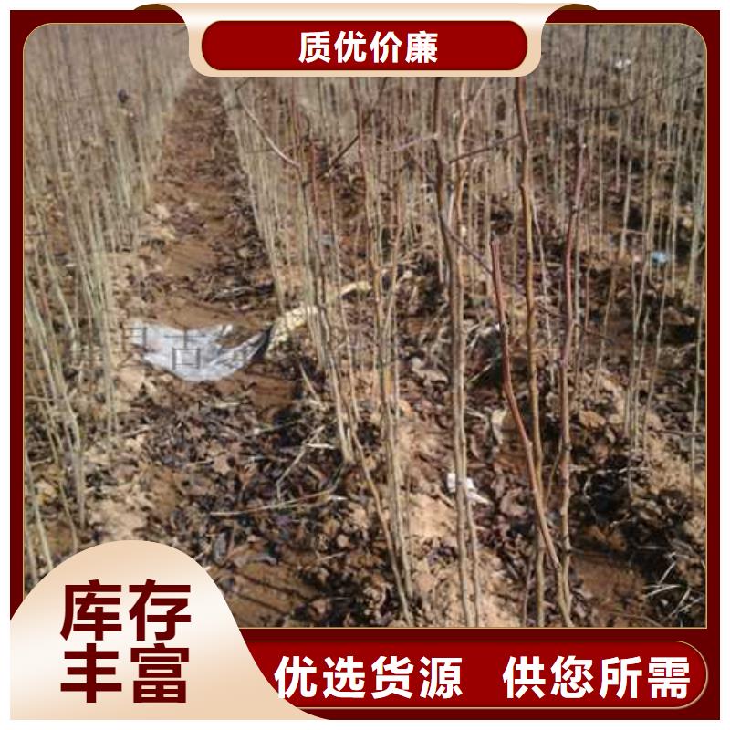 杜梨梨树苗基地实力商家推荐