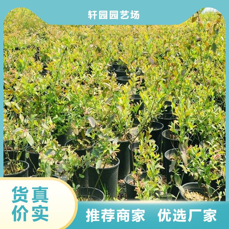 【杈杷果苹果苗适用范围广】