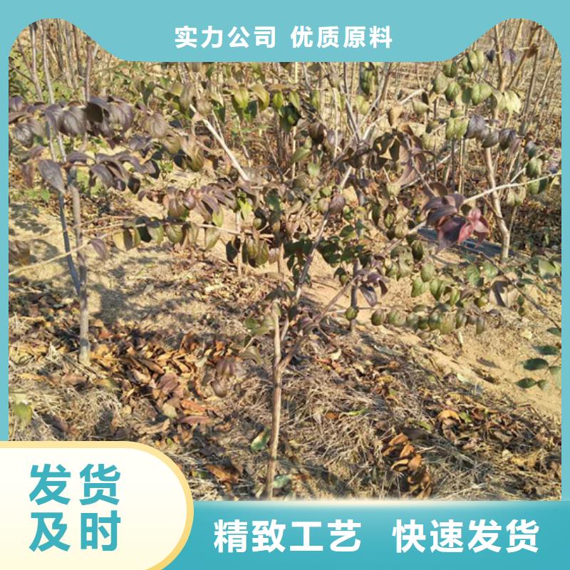 【杈杷果】 无花果苗层层质检