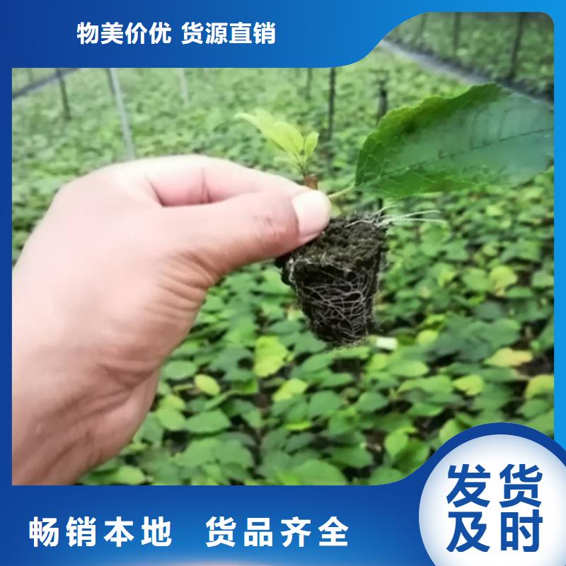 北美冬青苹果苗敢与同行比质量