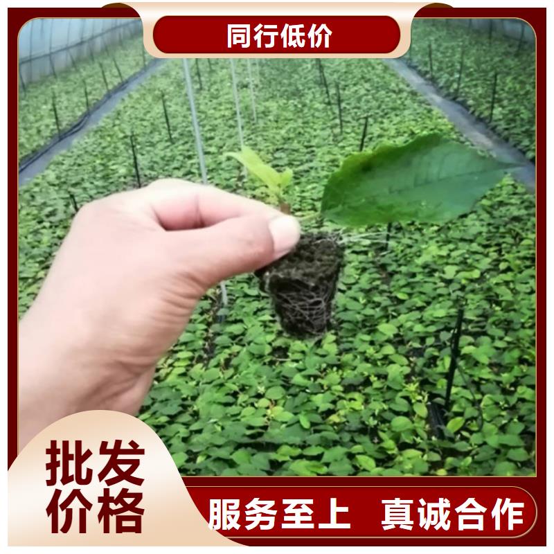 北美冬青奶油草莓支持货到付清