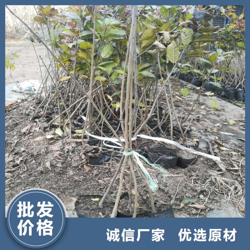 北美冬青草莓苗口碑好实力强