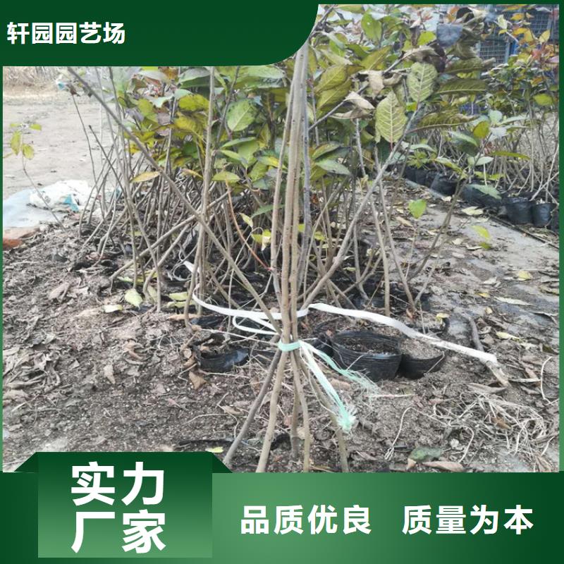 北美冬青梨树苗免费回电