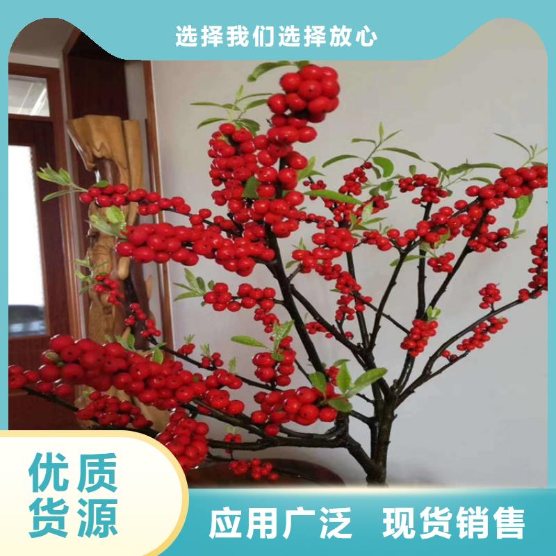 北美冬青,苹果苗现货齐全售后无忧