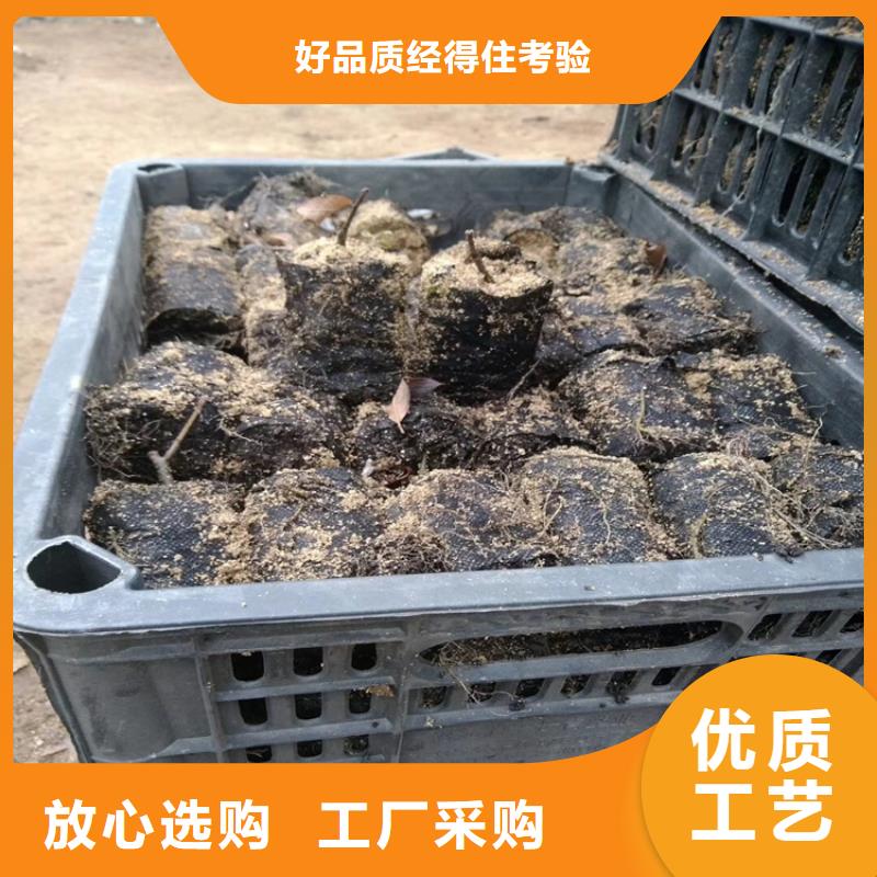 北美冬青苹果苗批发价格