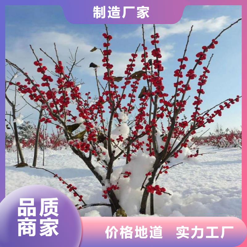 北美冬青猕猴桃苗源厂供货