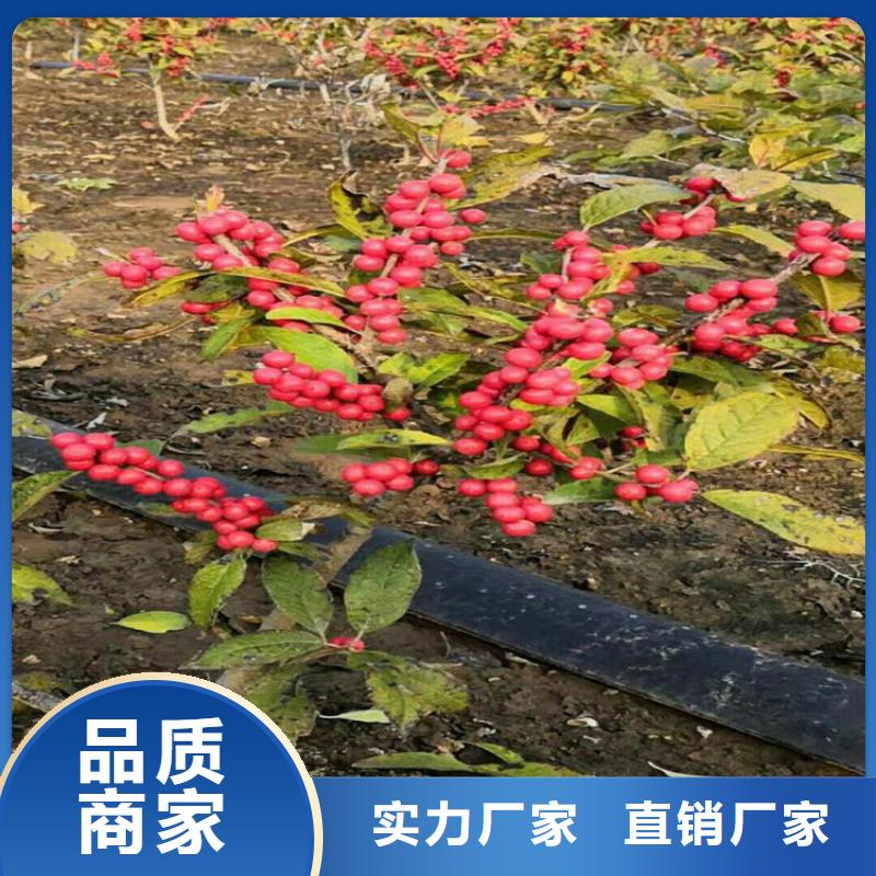 【北美冬青_无花果苗根据要求定制】