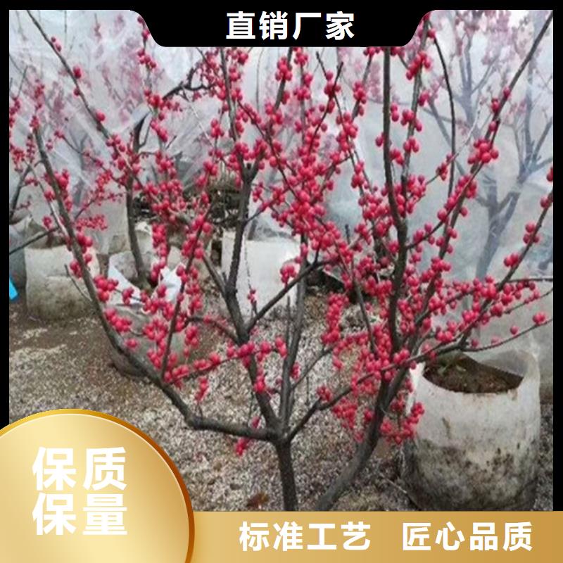 【北美冬青_无花果苗根据要求定制】