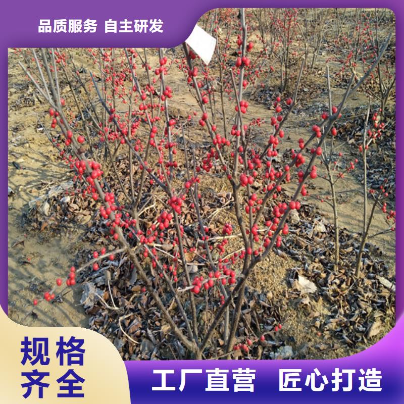 【北美冬青_无花果苗根据要求定制】