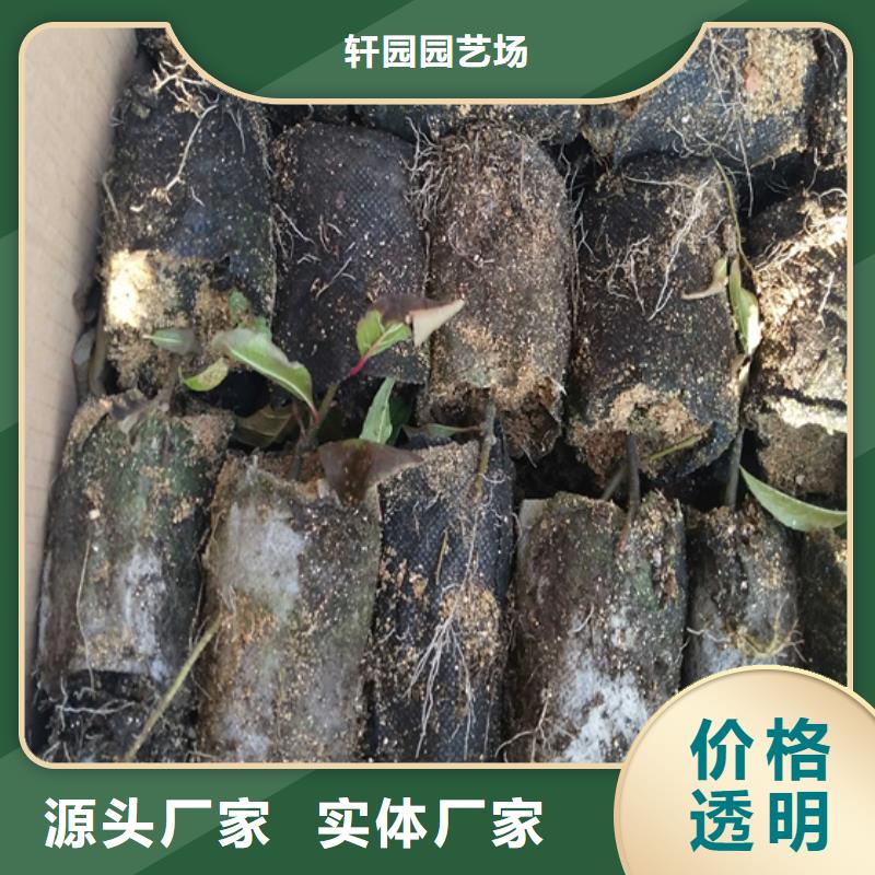 【北美冬青_无花果苗根据要求定制】