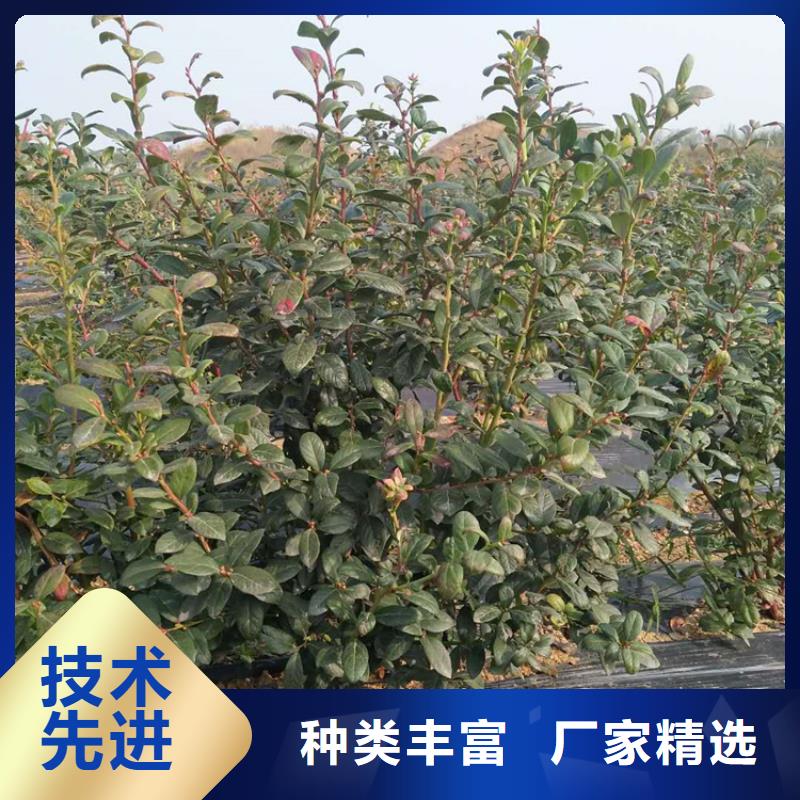 蓝莓苗【苹果苗】生产加工