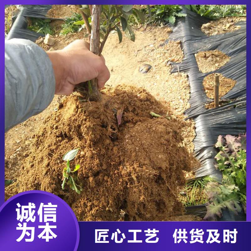 【蓝莓苗苹果苗按需定做】