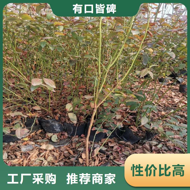 【蓝莓苗苹果苗按需定做】