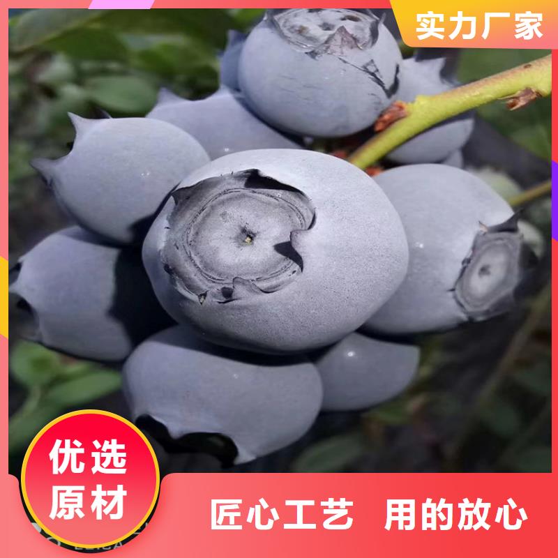 蓝莓苗花椒苗信誉有保证