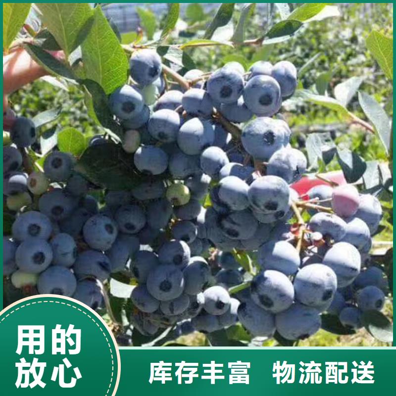 蓝莓苗花椒苗信誉有保证