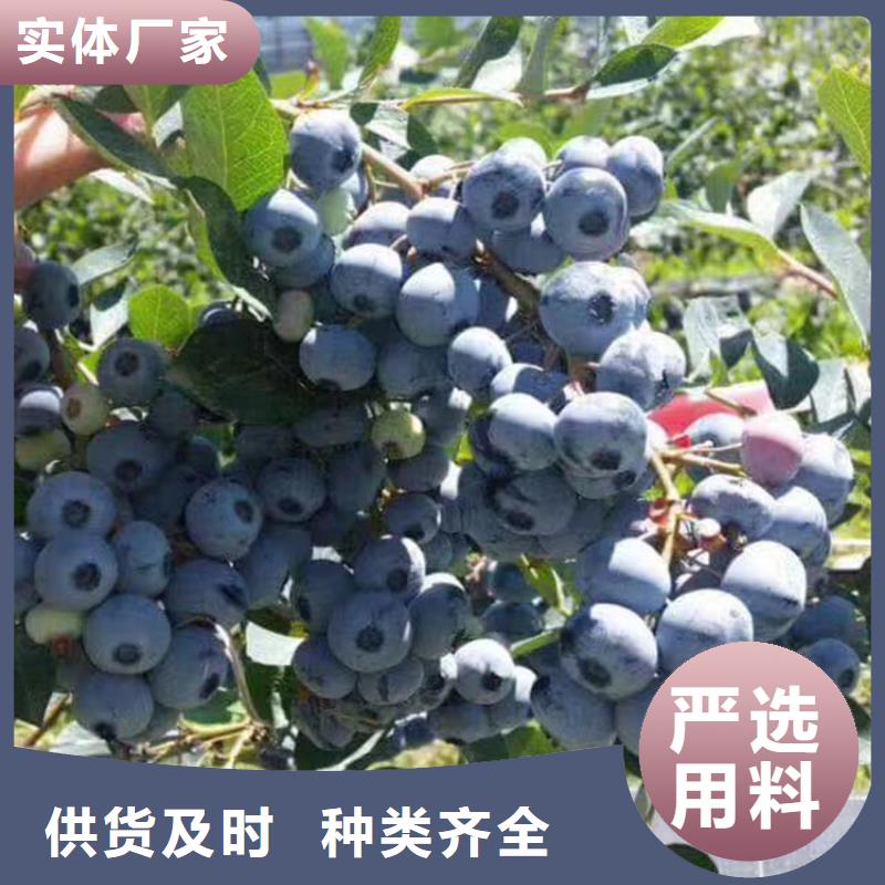 【蓝莓苗,樱桃苗客户好评】