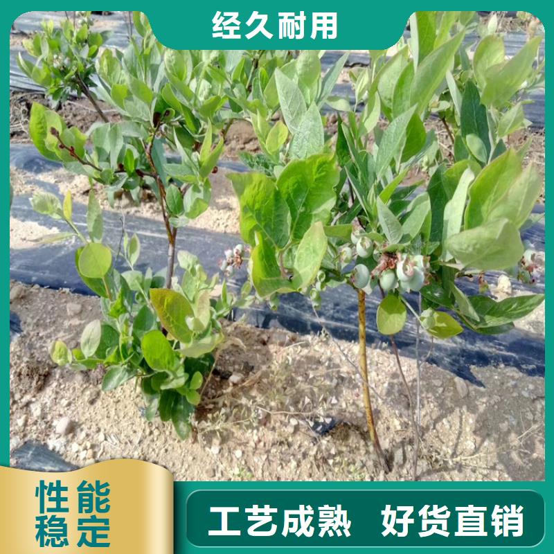 蓝莓苗_李子苗经验丰富质量放心