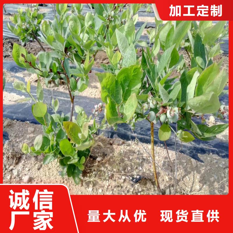 蓝莓苗樱桃苗厂家型号齐全