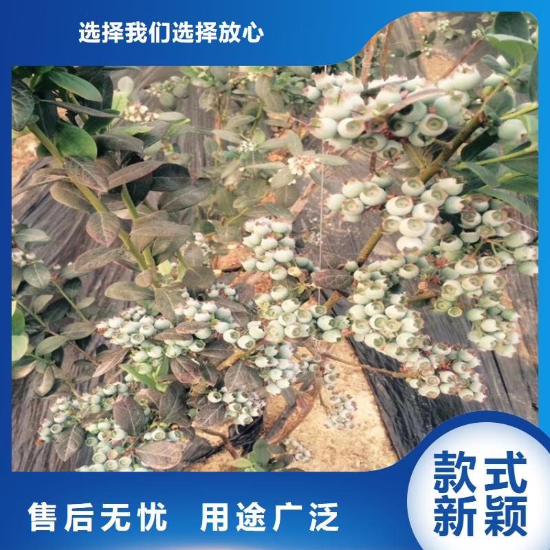 蓝莓苗产地直销