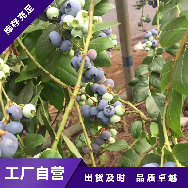 蓝莓苗黄瓜苗支持非标定制