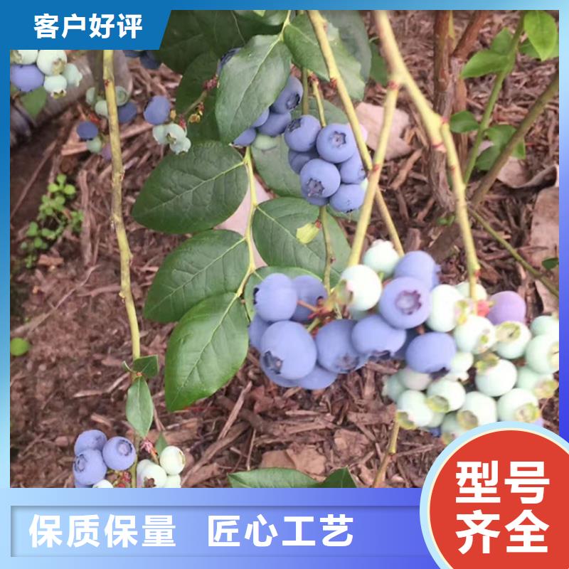 蓝莓苗石榴苗质量层层把关