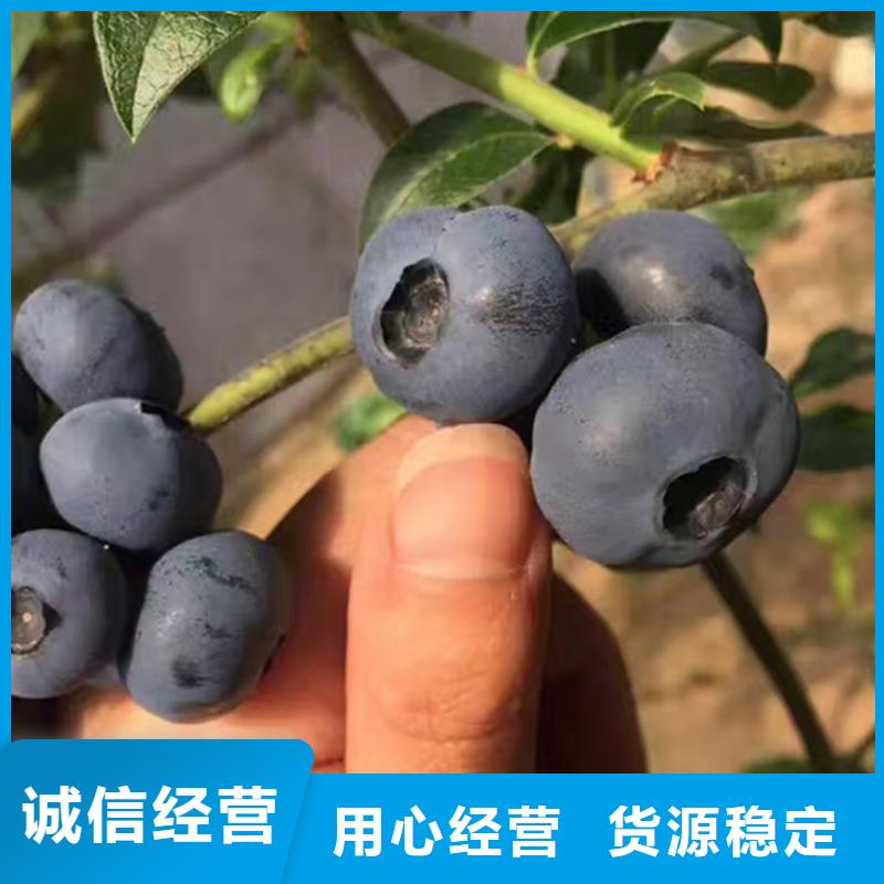 蓝莓苗草莓苗种类齐全