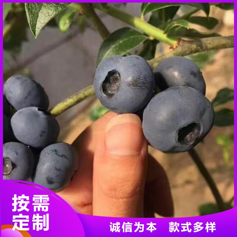 蓝莓苗多年经验值得信赖