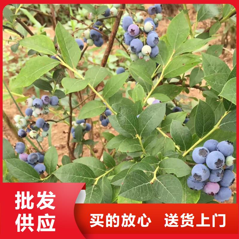 蓝莓苗奶油草莓工厂采购