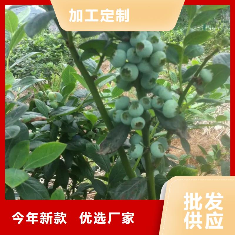 蓝莓苗黄瓜苗支持非标定制