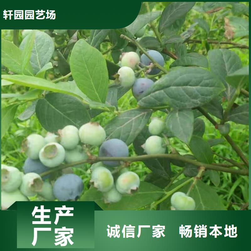 蓝莓苗樱桃苗用的放心