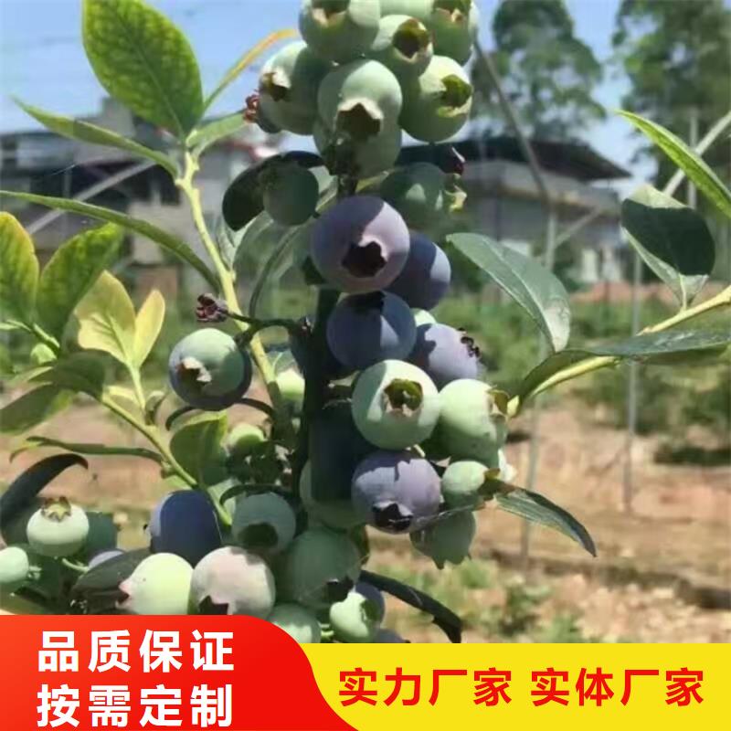 蓝莓苗免费询价