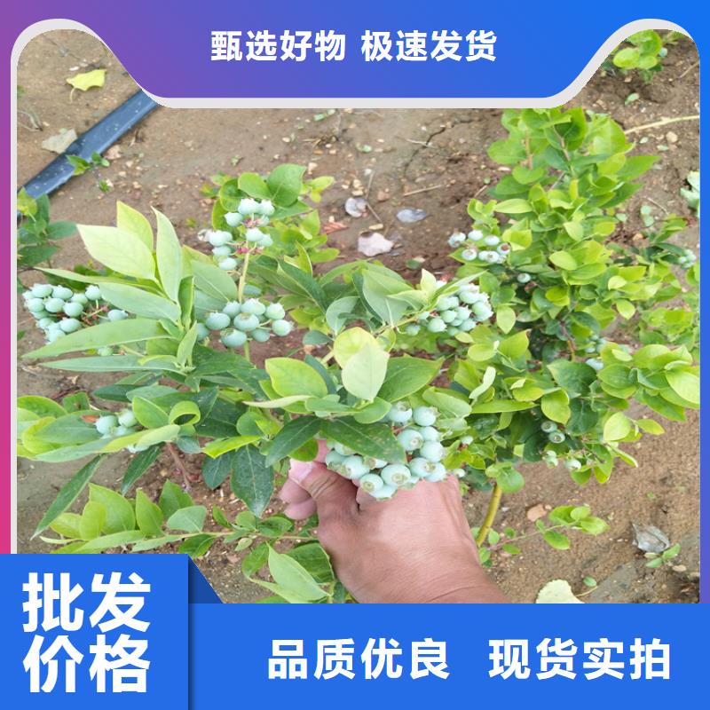 【蓝莓苗石榴苗按需定制真材实料】