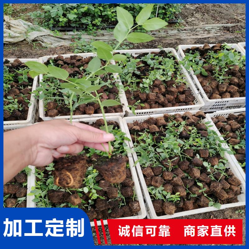 蓝莓苗黄瓜苗支持非标定制