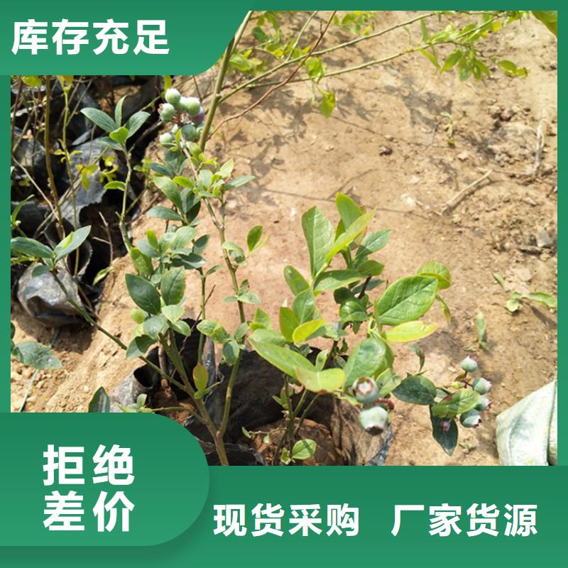 蓝莓苗苹果苗多年经验值得信赖