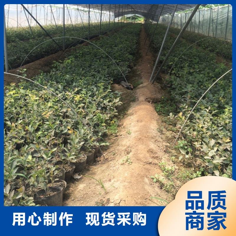 蓝莓苗无花果苗供应商