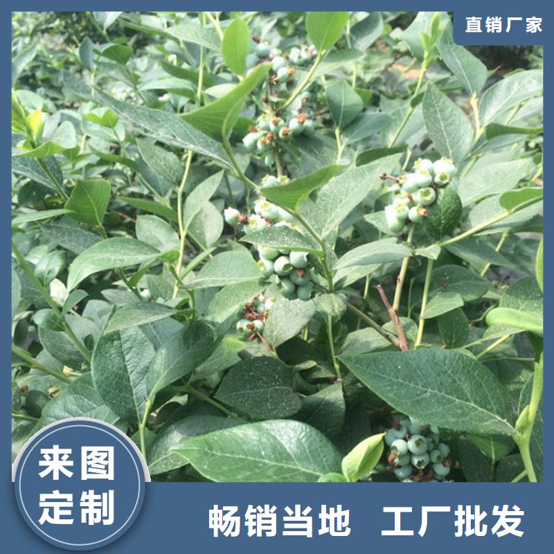 蓝莓苗苹果苗多年经验值得信赖