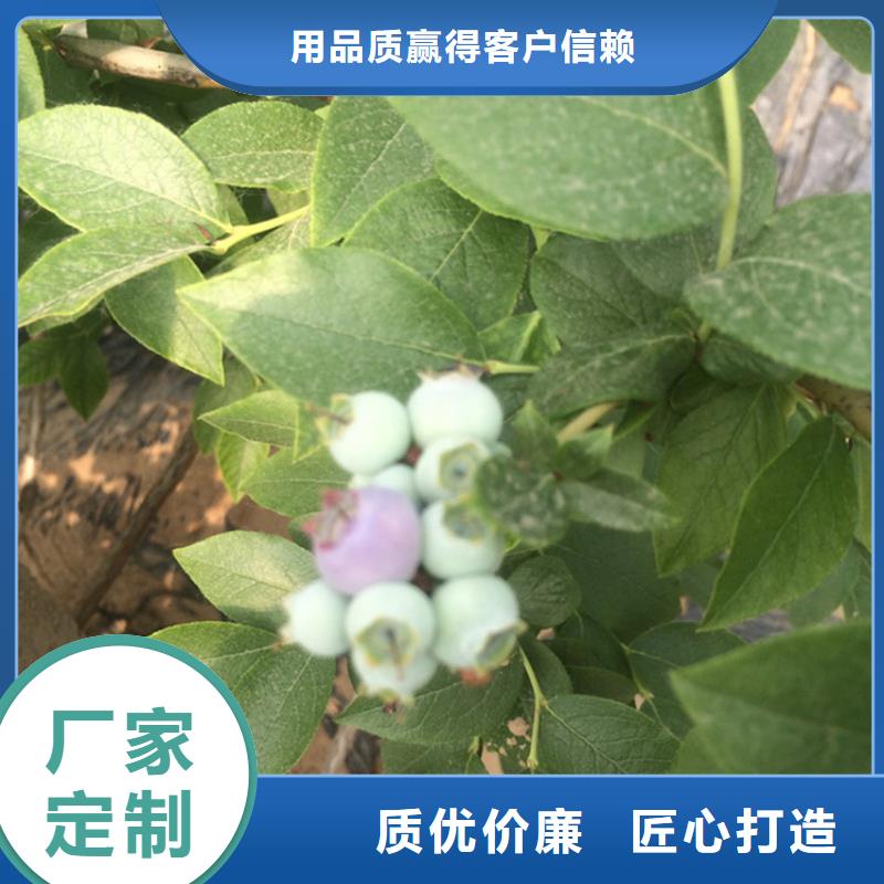 【蓝莓苗】樱桃苗定制批发