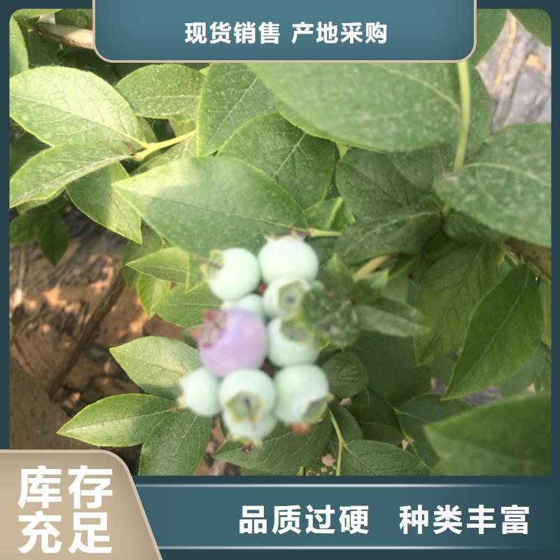 蓝莓苗梨树苗质量优价格低