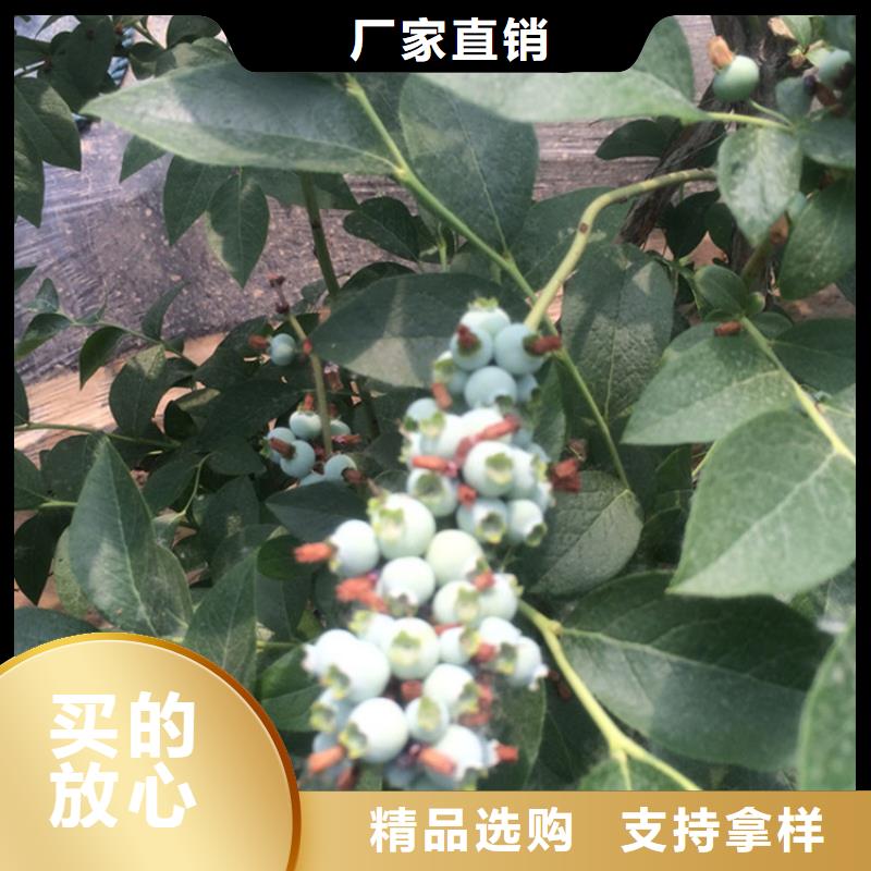 蓝莓苗樱桃苗发货迅速