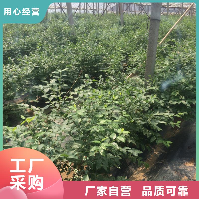 蓝莓苗石榴树当地厂家值得信赖