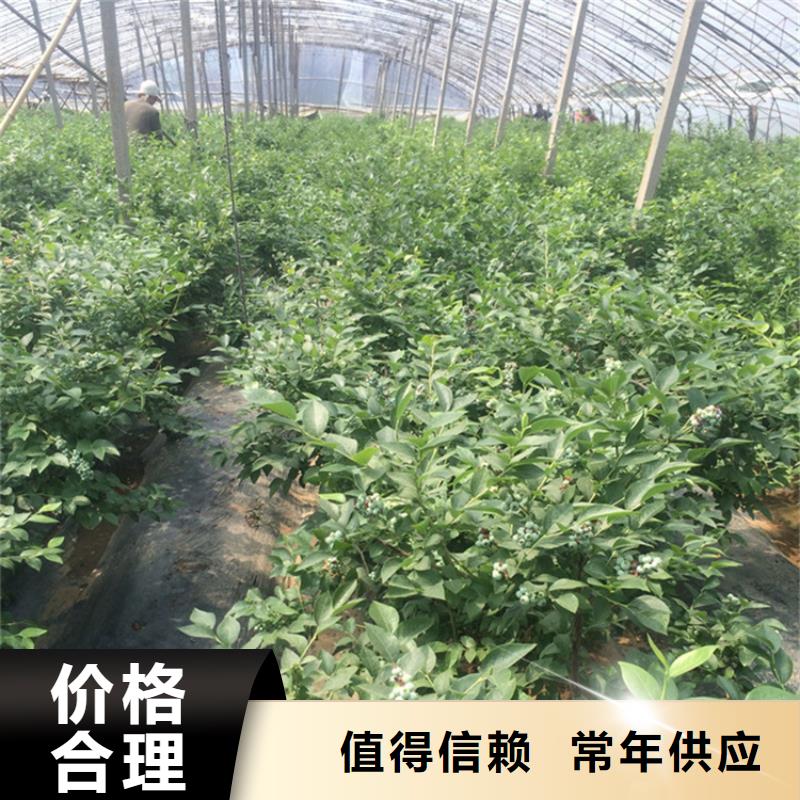 蓝莓苗无花果苗供应商