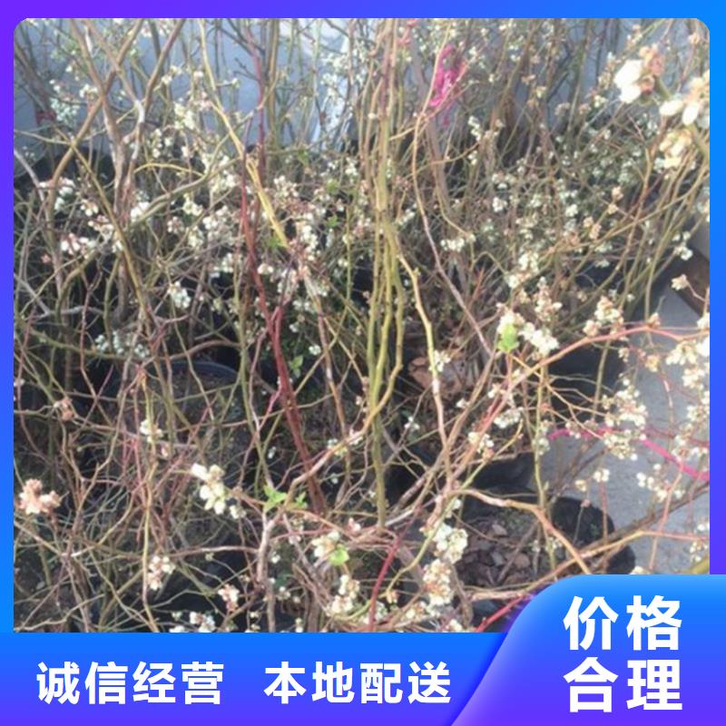 蓝莓苗花椒苗信誉有保证