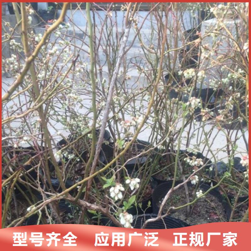 【蓝莓苗,草莓苗您身边的厂家】